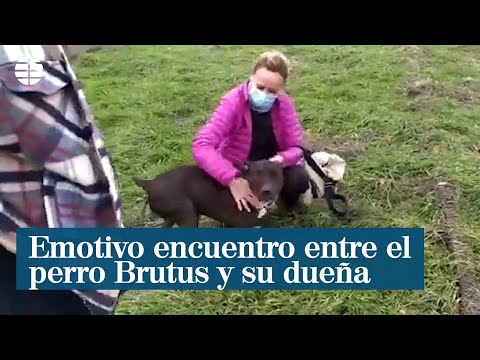 El emotivo reencuentro entre Brutus, el perro desaparecido tras la explosión de Madrid, y su duen?a