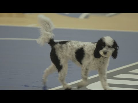 The Dallas Maverick's emotional support dog died