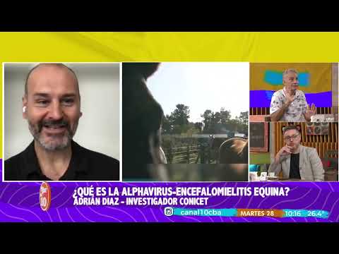 CABALLOS en riesgo: ¿qué es el ALPHAVIRUS -ENCEFALOMIELITIS EQUINA?