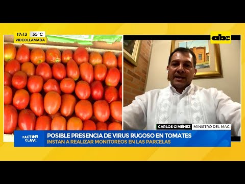 Productores de tomate, en alerta: preocupa posible presencia de virus rugoso