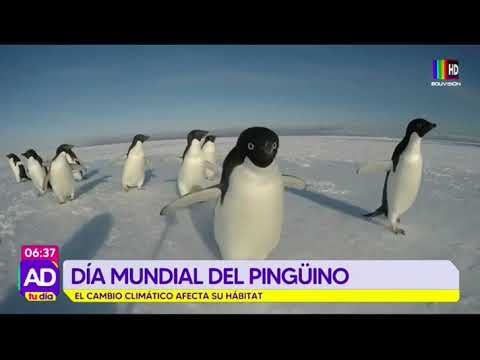 Día mundial del pingüino, una especie en peligro de extinción