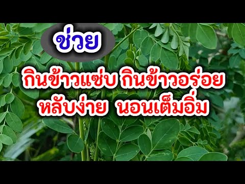 สูตรเจริญอาหารกินข้าวแซ่บกินอร