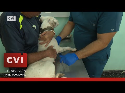 Cuba -Mascolive, primera mipyme de atención veterinaria aprobada en Cuba