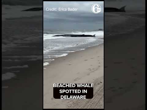 Beached whale found on Delaware shore near Indian River Inlet Bridge
