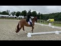 Eventing horse (Junioren) Eventing paard