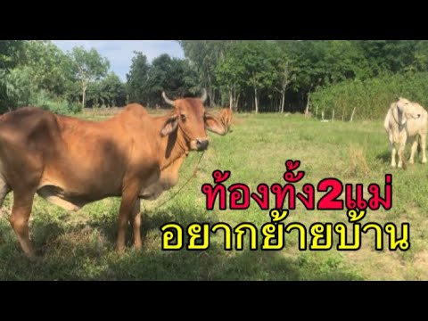 แม่แดง-แม่ขาว-ท้องทั้ง2ตัว-อยา แม่แดง-แม่ขาว-ท้องทั้ง2ตัว-อยา