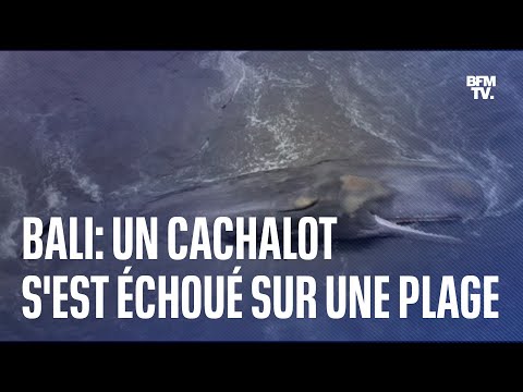 Un cachalot de 18 mètres s’est échoué sur une plage de Bali