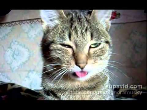Video: Putlaižys - Merginų svajonių katinas