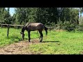 Springpaard Prachtige 3 jarige hengst Up to Date van ' t Laar