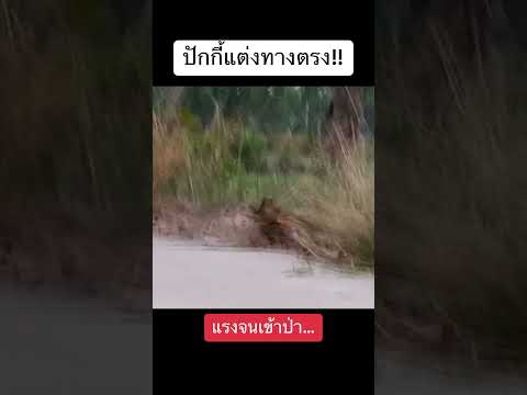 รถบังคับปักกี้แต่งจะแรงหรือ