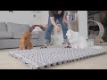 Egg Carton Challenge! Can My Cats Cross the Bumpy Road | Kittisaurus