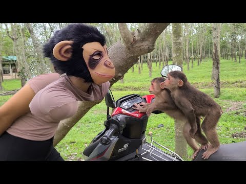Two baby monkeys panicking when they see Mom wearing a primate mask