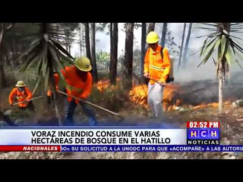 ¡Incendio en El Hatillo! Varias hectáreas bosque han sido consumidas en sector El Carpintero