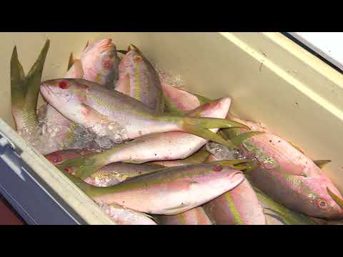 DACO inspecciona básculas de pescaderías en la Semana Mayor