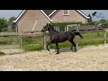 Springpaard Mooie 3 jarige merrie met potentie