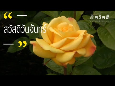 สวัสดีวันจันทร์ดอกไม้