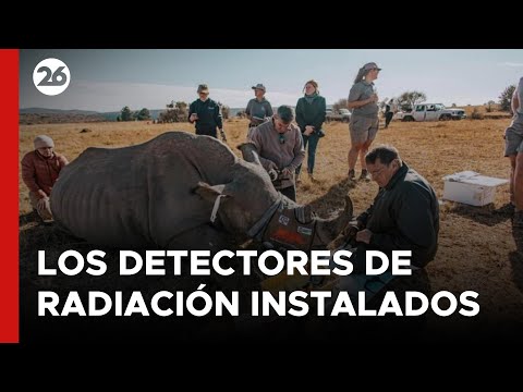 SUDÁFRICA | Utilizan material radiactivo para salvar a rinocerontes | #26Global
