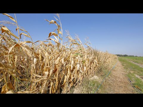 Changement climatique : Quelles semences pourront être produites sur le sol français en 2050 ?