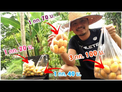 ไม่ประสบความสำเร็จในการปลูกแต