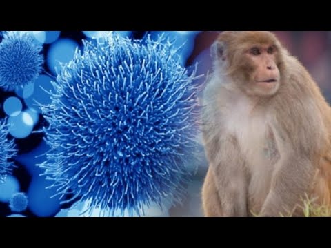 Confirman el primer caso de viruela del mono en Guatemala