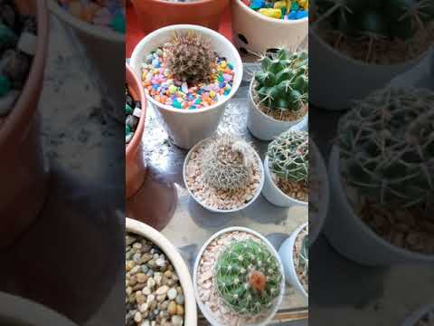 หวานแหววน่ารัก-🌵🌵🌵by--Patty-2/ หวานแหววน่ารัก-🌵🌵🌵by--Patty-2/