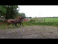 Dressage horse Super bewegend merrieveulen: Fontaine x Olivi x Vivaldi