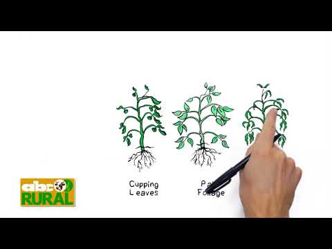 ABC Rural Programa 27: Utilización de bioestimulantes en horticultura