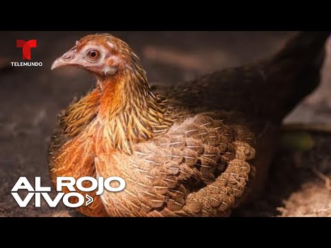 El origen de la cría de gallinas es atribuido a la Ruta de la Seda hace 2,400 años