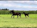 Show jumping horse Zeer talentvolle (Donthargos X Clinton) springhengst aangeboden