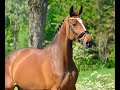 Cheval de loisir braaf allround paard 1.68