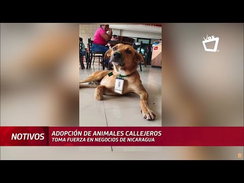 Perritos con gafete adopción de animales toma fuerza en negocios de Nicaragua