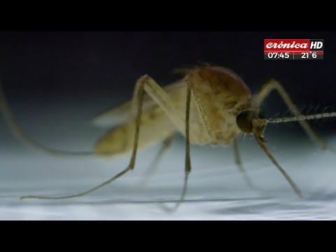 Buenos Aires se llenó de mosquitos: El dengue también mata