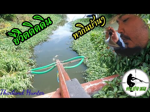 SHOOT-FISH-ยิงปลาหาวัตถุดิบ-ต้ SHOOT-FISH-ยิงปลาหาวัตถุดิบ-ต้