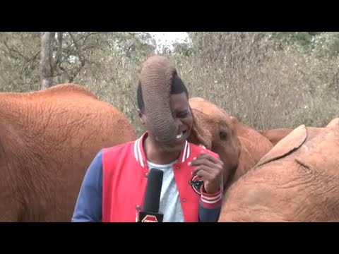 Kenya: un bébé éléphant chatouille un journaliste en plein reportage | AFP