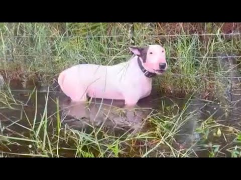 Perro es amarrado en verja para que muriera ahogado durante huracán Milton