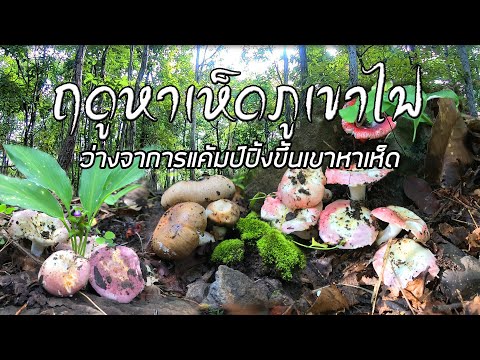เห็ดภูเขาไฟ