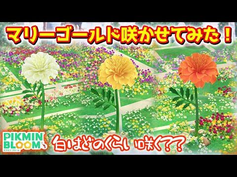 【ピクミンブルーム】マリーゴールド咲かせてみた！【Pikmin Bloom】