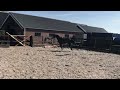 Show jumping horse Jaarling Skye (Diarado x Quintender)
