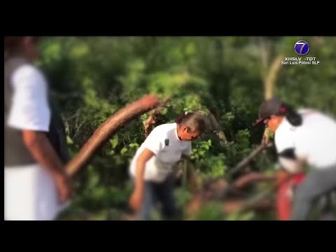 Atacan a buscadoras en Tamuín