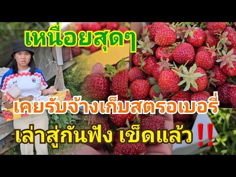 พาชมสวนสตรอเบอรี่ที่ฟินแลนด์🍓