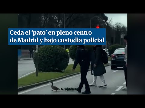 Ceda el 'pato' en pleno centro de Madrid bajo la protección policial