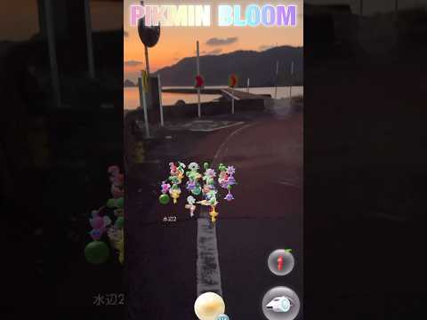 夕暮れの海岸でお散歩  #pikmin  #ピクミンブルーム  #ピクミン  #散歩  #海岸