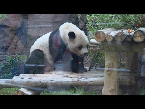 Giant pandas Xin Bao and Yun Chuan make debut at San Diego Zoo