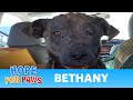 Rescuing Bethany - a sick, homeless dog's inspiring transformation