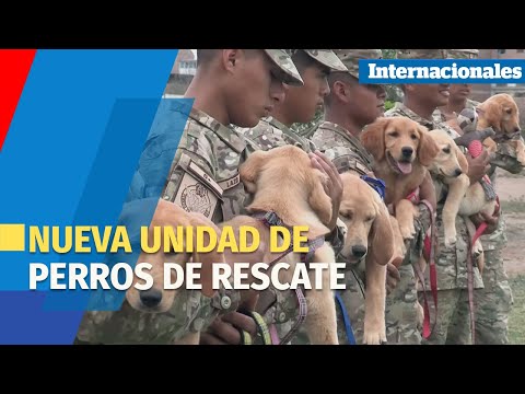 Los perros que salvarán a víctimas de un terremoto e inundaciones en Perú