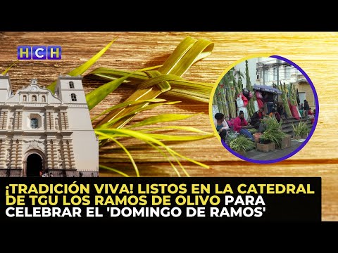¡Tradición Viva! Listos en la Catedral de TGU los ramos de olivo para celebrar el 'Domingo de Ramos'