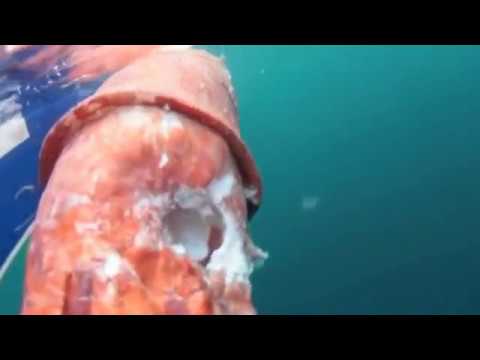 Giant Squid Attacked by Shark!!