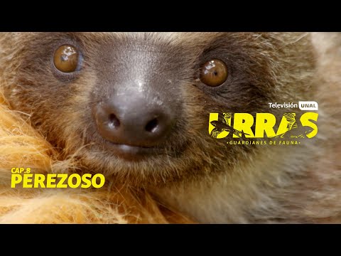 Oso Perezoso | #URRAS ¡Guardianes de la Fauna!