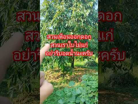 ใบไม่ดำตันอย่าดันอดน้ำ