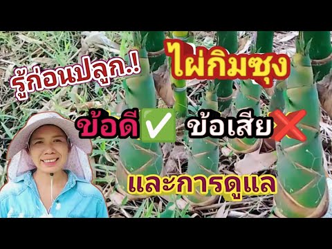 ไผ่กิมซุงมีข้อดีข้อเสียและว